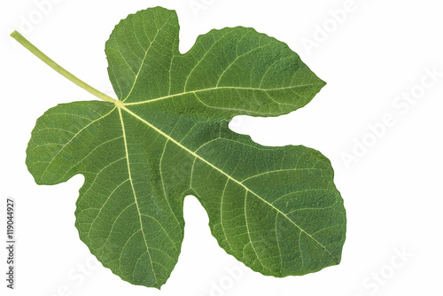 One fig leaf isolated on white background photo