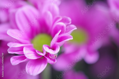 Fototapeta Naklejka Na Ścianę i Meble -  Pink Daisy Background