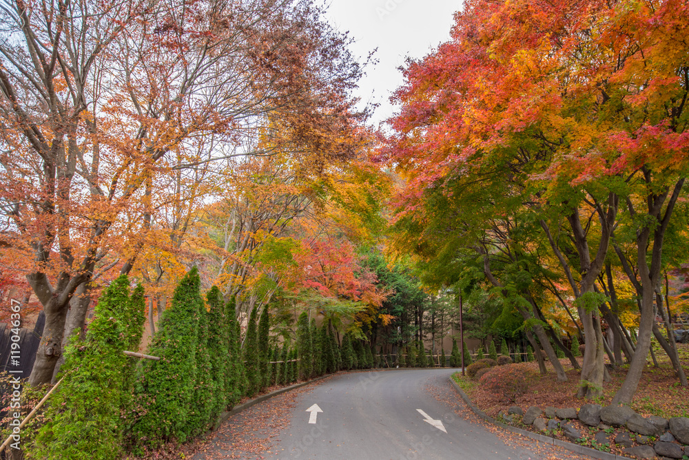 Maple tree in autumn