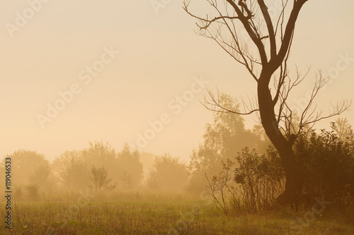 Dry tree and shrubs in mist at dawn