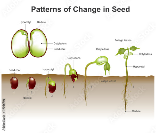 patterns of change in seed.