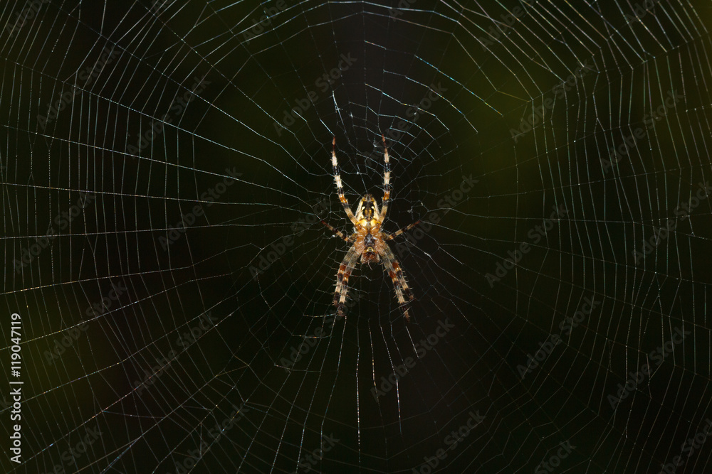 Spider Web close up in the dark Spider Web close up in the dark
