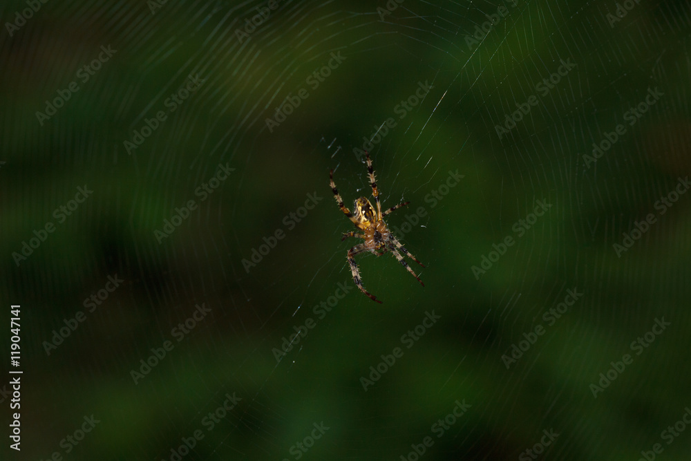 Spider Web close up in the dark Spider Web close up in the dark