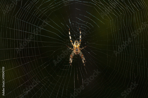 Spider Web close up in the dark