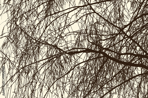 Willow branches in spring