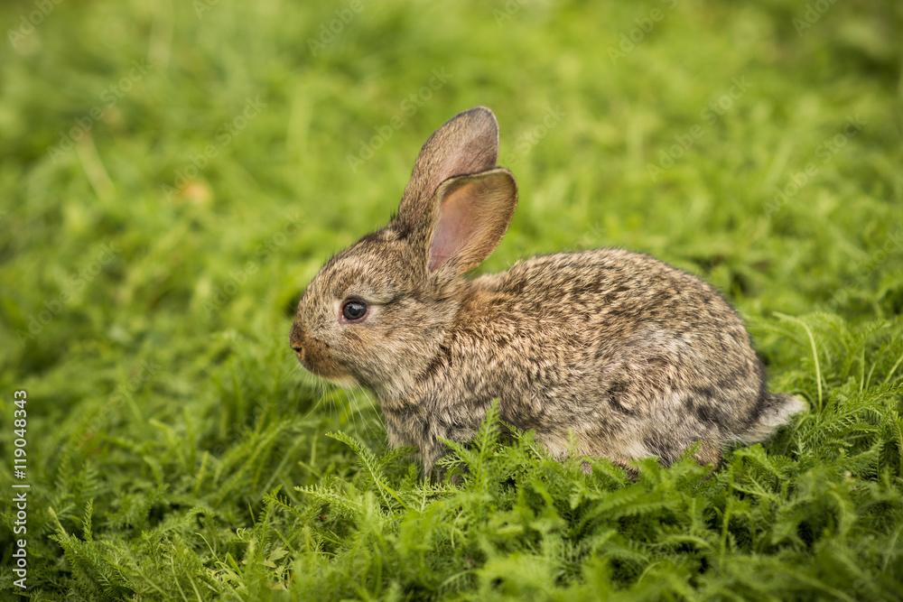 Little rabbit on green grass Little rabbit on green grass