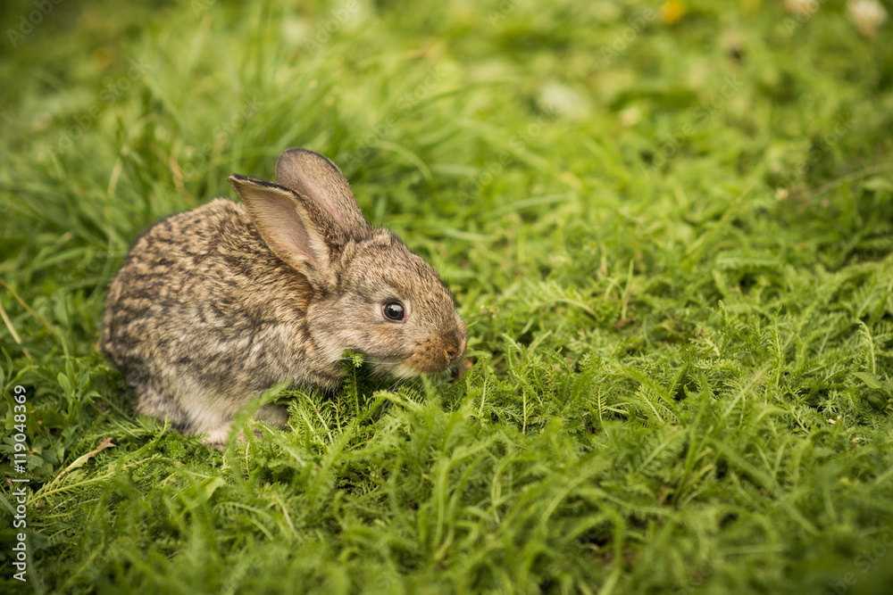 Little rabbit on green grass Little rabbit on green grass
