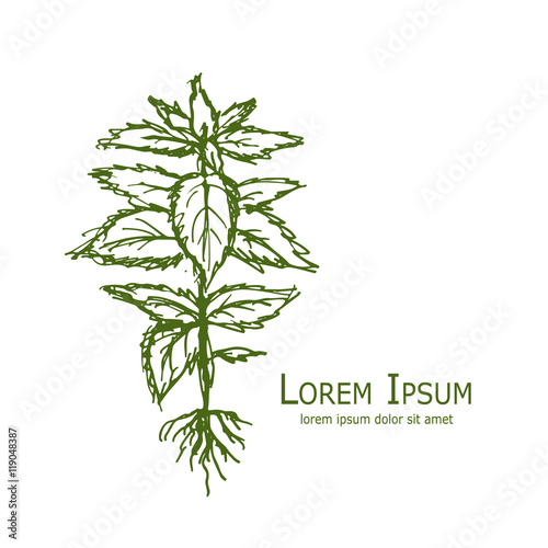 Nettle, hand drawn sketch for your design