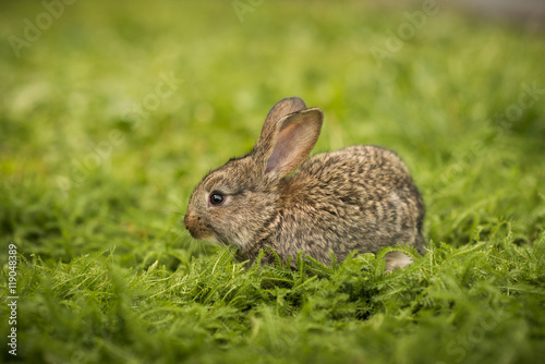 Little rabbit on green grass