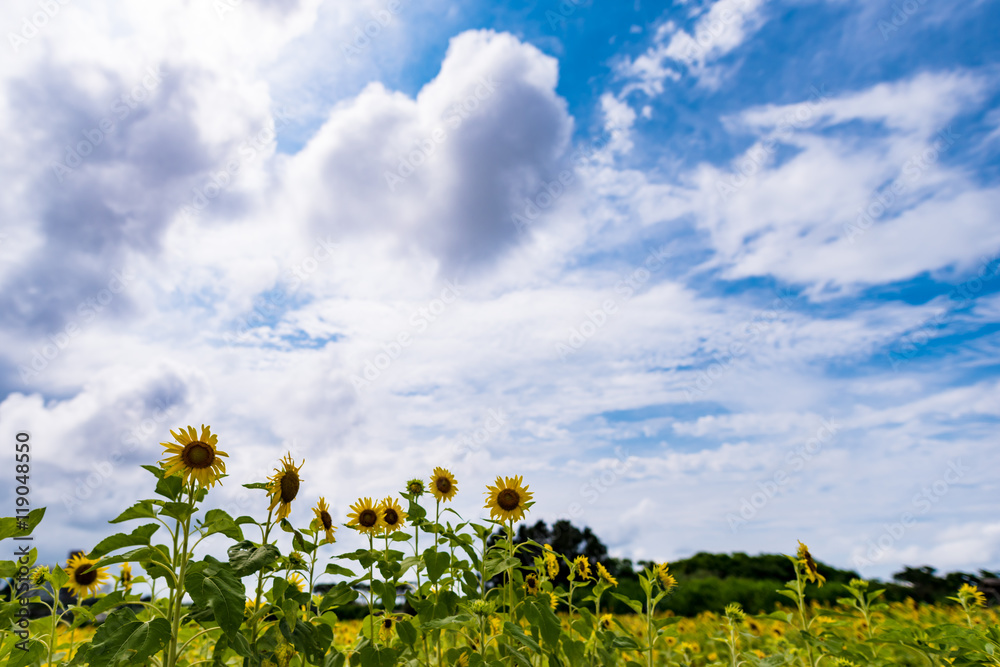 Sunflower fields, blue sky, landscape. Okinawa, Japan, Asia.