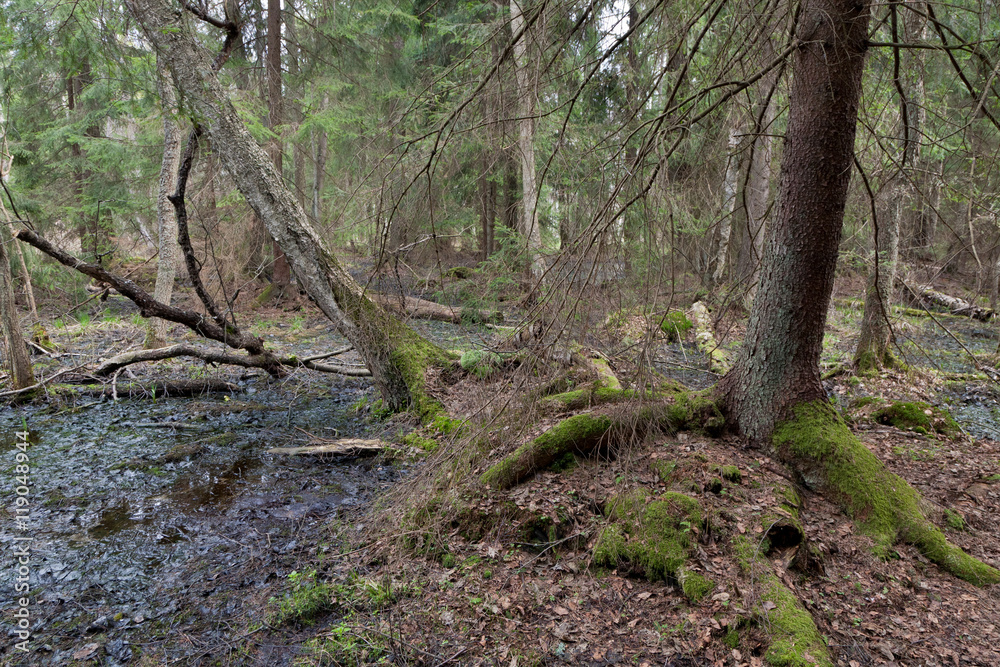 Wet coniferous stand in spring Wet coniferous stand in spring