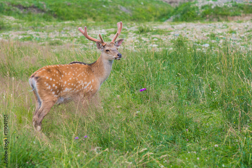 Deer on a lovely lawn