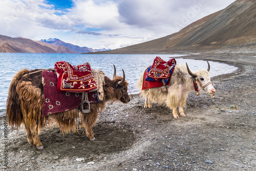 White and Brown Yaks beside Pangong Lake (Pangong Tso),Leh , Ladakh, India.
