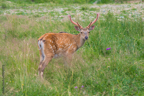 Fototapeta Naklejka Na Ścianę i Meble -  Deer on a lovely lawn