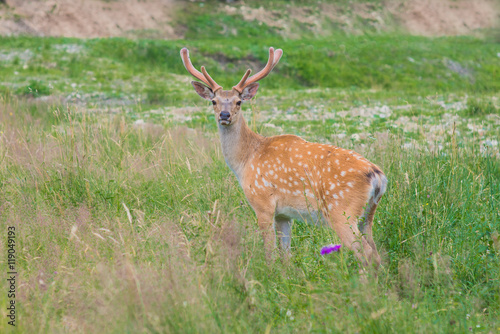Deer on a lovely lawn © nazariykarkhut