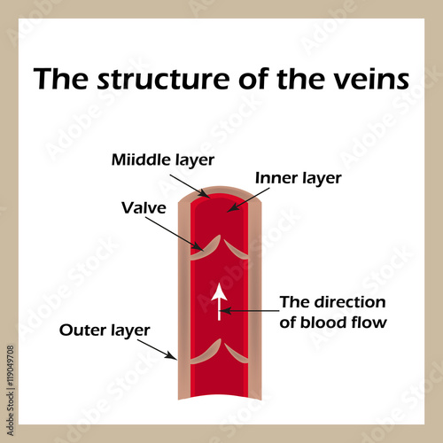 The structure of the veins. Infographics. Vector illustration