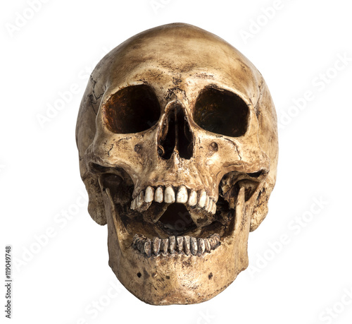 skull model in open the mouth pose isolated on white background photo