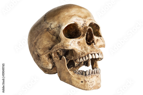 the angle skull model in open the mouth pose isolated on white background photo