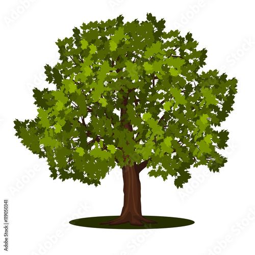 detached tree maple with leaves
