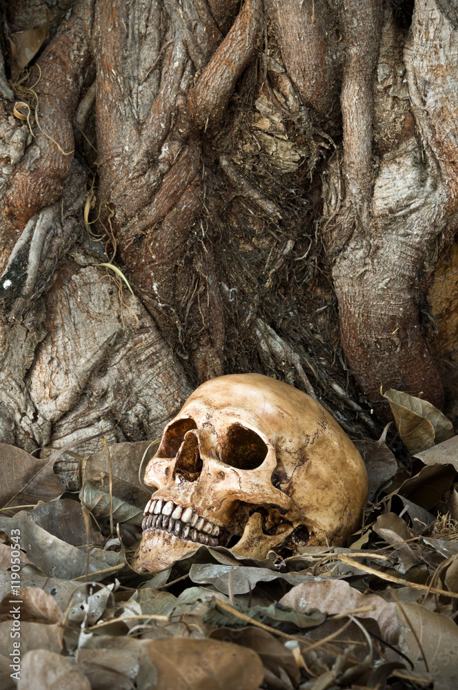Still life photography : skull on dry leaf at bottom of big Bodhi tree ( Bodhi or pho tree is symbols of Buddhism )