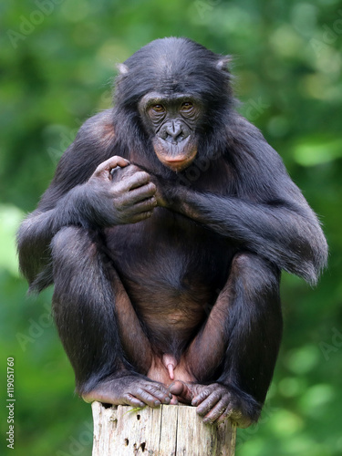 Bonobo