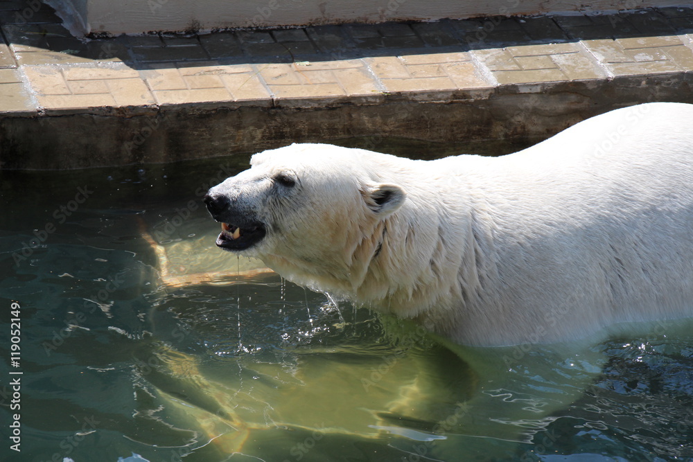 Obraz premium polar bear