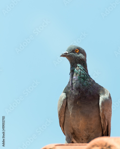 urban pigeon sitting on house roof