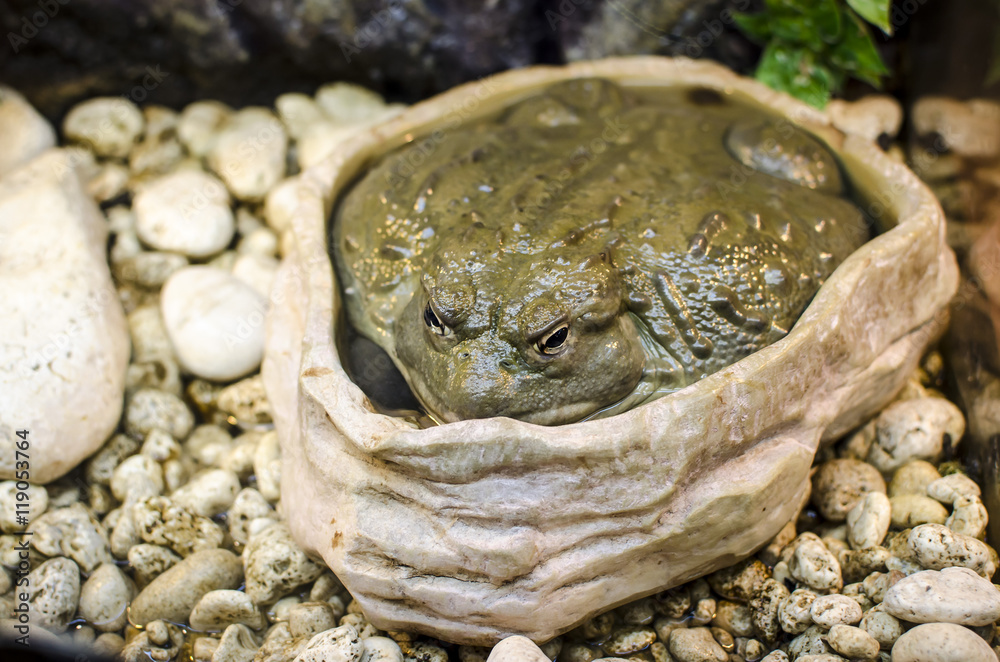 African bullfrog (Pyxicephalus adspersus) African bullfrog (Pyxicephalus adspersus)