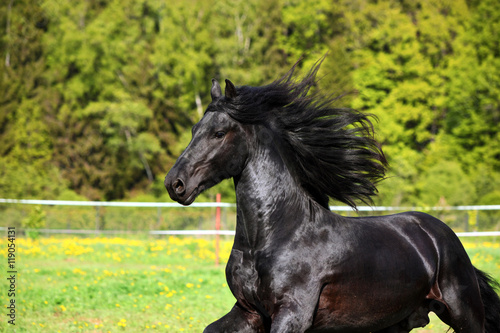 Brown horse with black mane galloping on the grass on a background of green trees