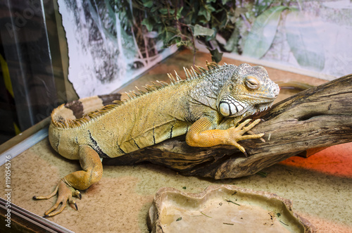 Green iguana (Iguana iguana) © Dr_Microbe
