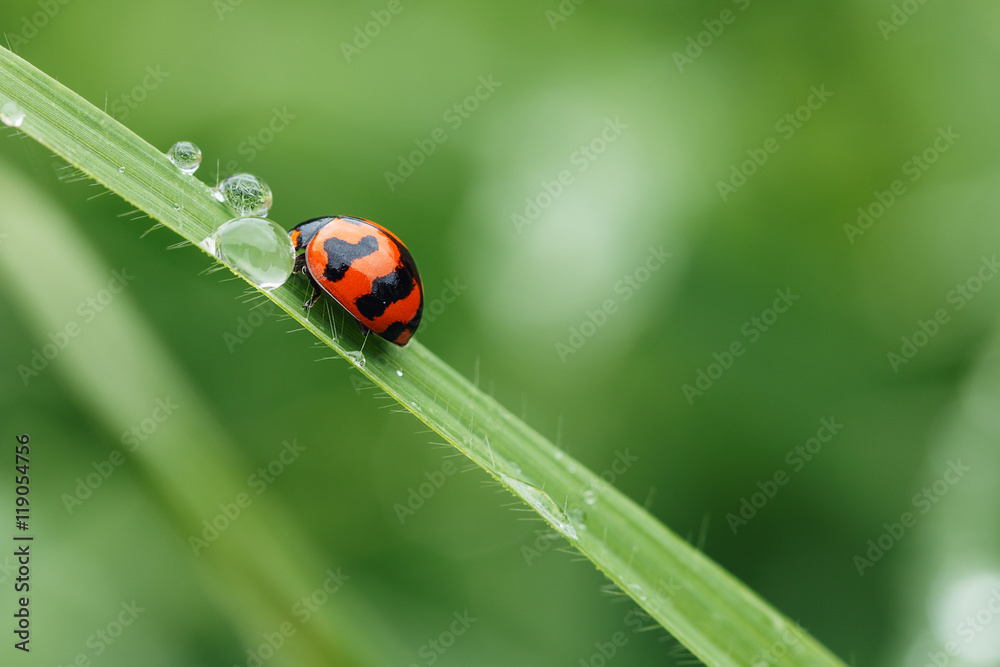 Morning dew on a spring green grass and little ladybug Morning dew on a spring green grass and little ladybug