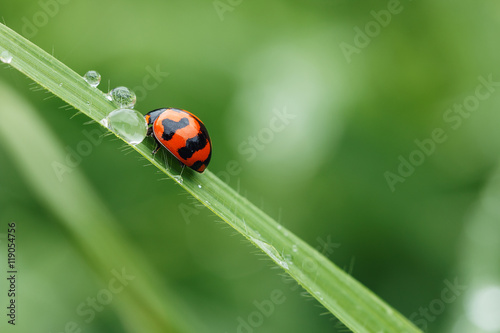 Morning dew on a spring green grass and little ladybug
