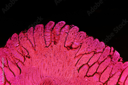 Villi of small intestine, light micrograph with enhanced colors to visualize inner structures, magnification 100x