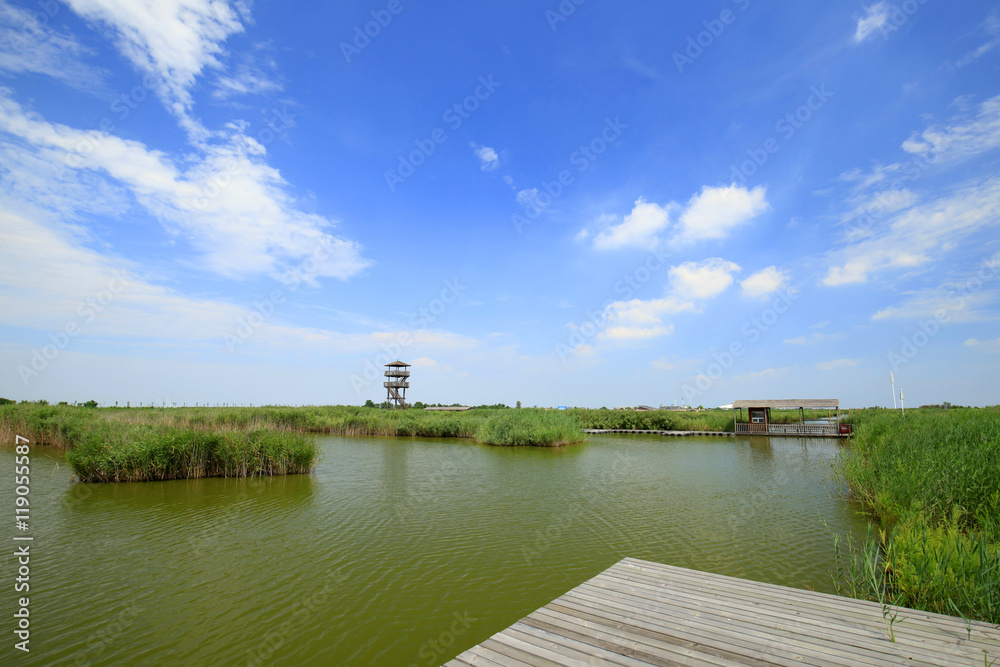 Fototapeta premium Wetland landscape