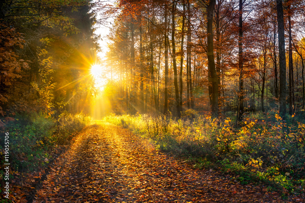 Wald im Herbst