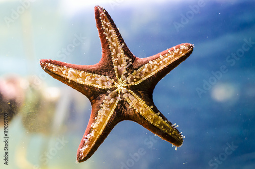 Photography Starfish (sea star) on a water background