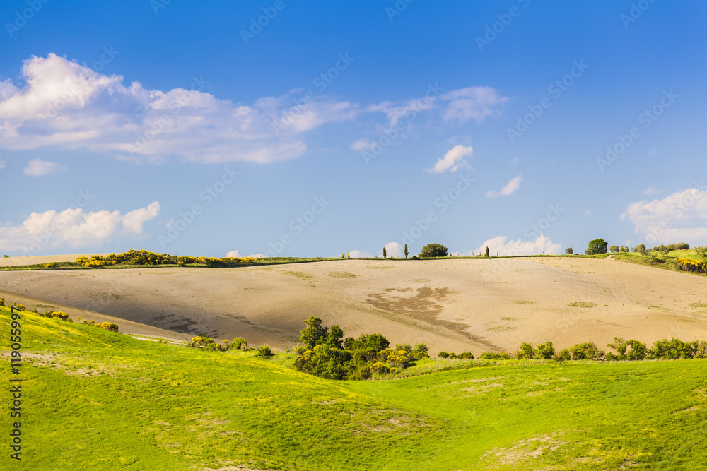 Obraz premium Wheat field and countryside scenery in Tuscany, Landscape of beautiful Italian nature, Italy field country