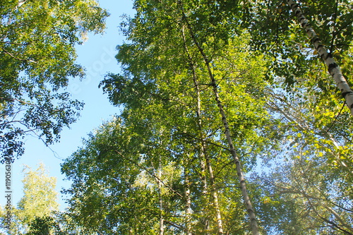 Tall birch trees in forest. Looking up