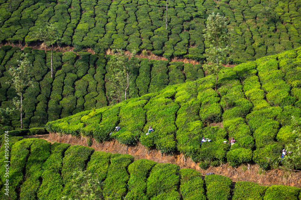 Tea plantations in Munnar, Kerala, India..