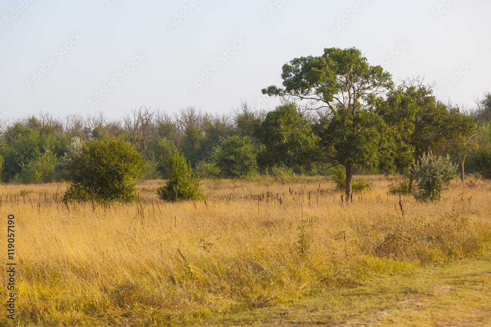 dried yellow grass and green trees