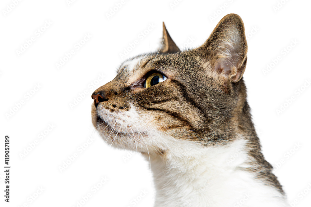 Naklejka premium Zbliżenie portreta kota Przyglądająca strona