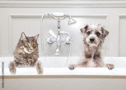 Dog and Cat in Bathtub Together