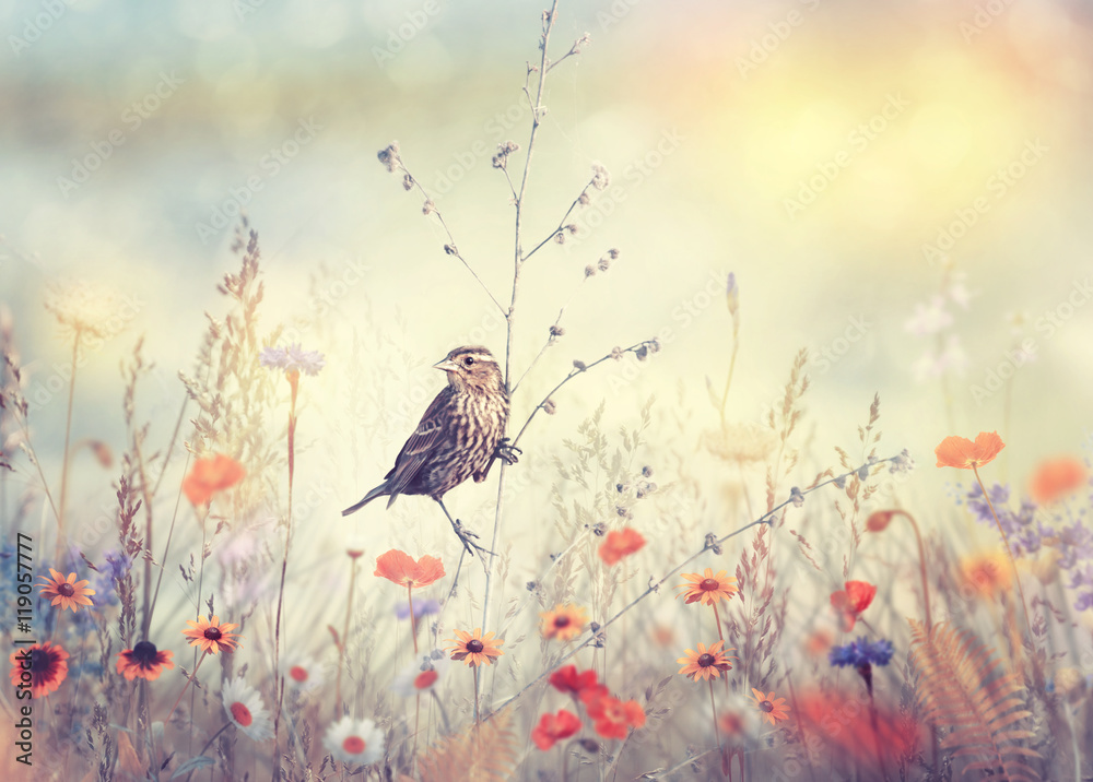 Field with wild flowers and a bird