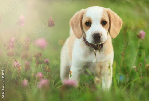Photography Cute beagle dog puppy