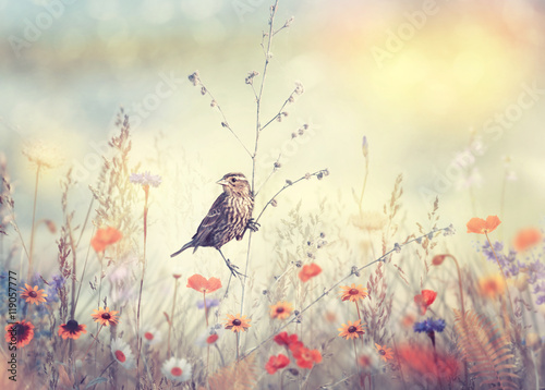 Field with wild flowers and a bird