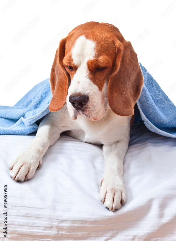 Beagle under the blue blanket , isolated on white