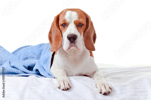 Beagle under the blue blanket , isolated on white © Igor Normann