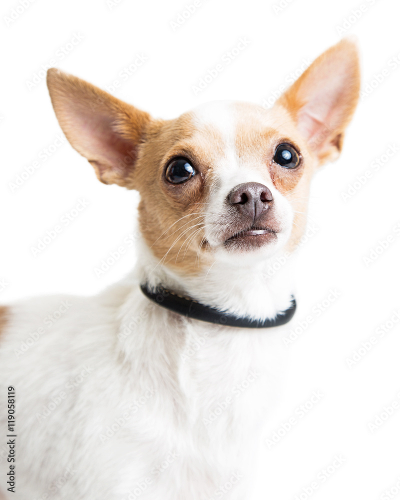 Portrait Sweet Chihuahua Dog Looking Up