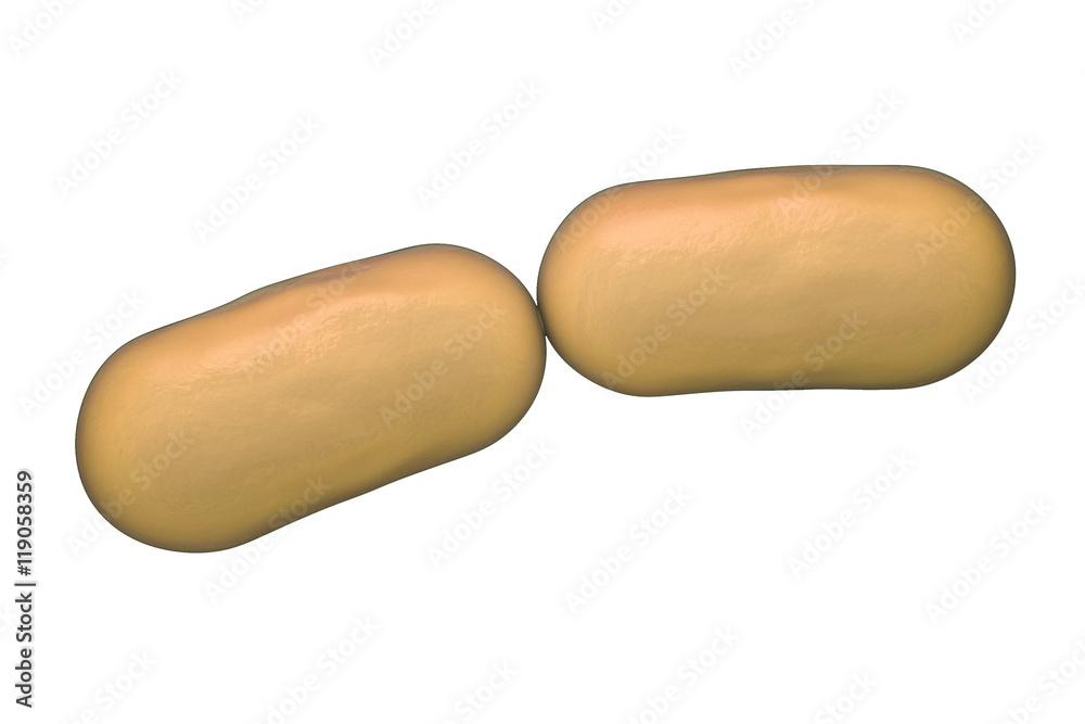 Bacterial infection. Rod-shaped bacteria isolated on white background, 3D illustration Bacterial infection. Rod-shaped bacteria isolated on white background, 3D illustration