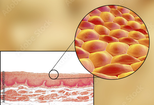 Human cells, light micrograph and 3D illustration. Micrograph shows non-keratinized stratified squamous epithelium of esophagus photo